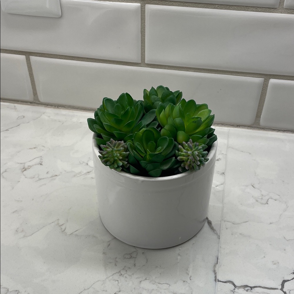 Green Succulent Arrangement in White Ceramic Pot
